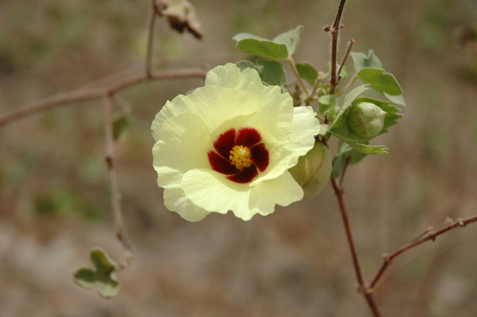 Une fleur de cotonnier